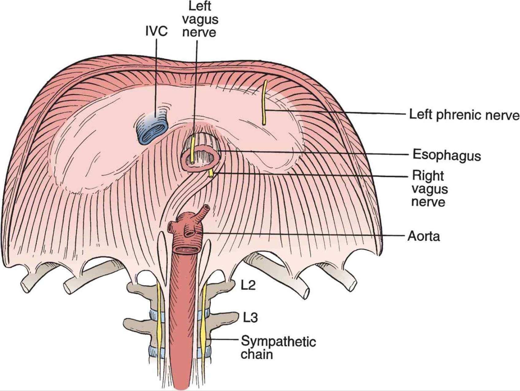 Diaphragmatic breathing affects how you respond to stress