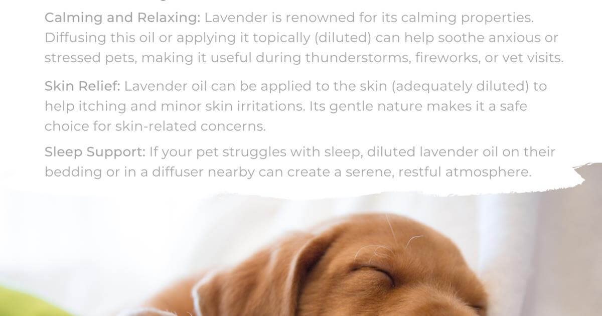 Lavender for Pets