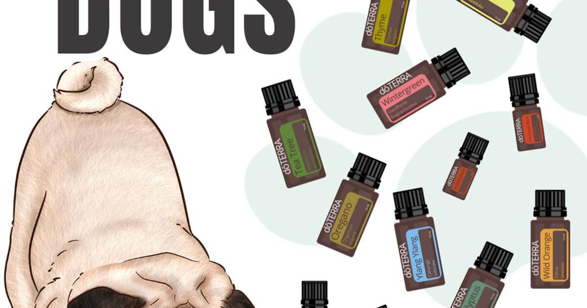Essential Oils to Avoid for Dogs