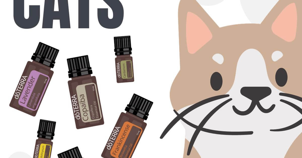 The Best Essential Oils for Cats
