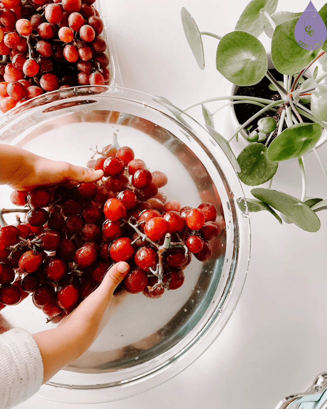 Bunches of red grapes are being rinsed in a glass bowl of water, with a potted plant in the background.