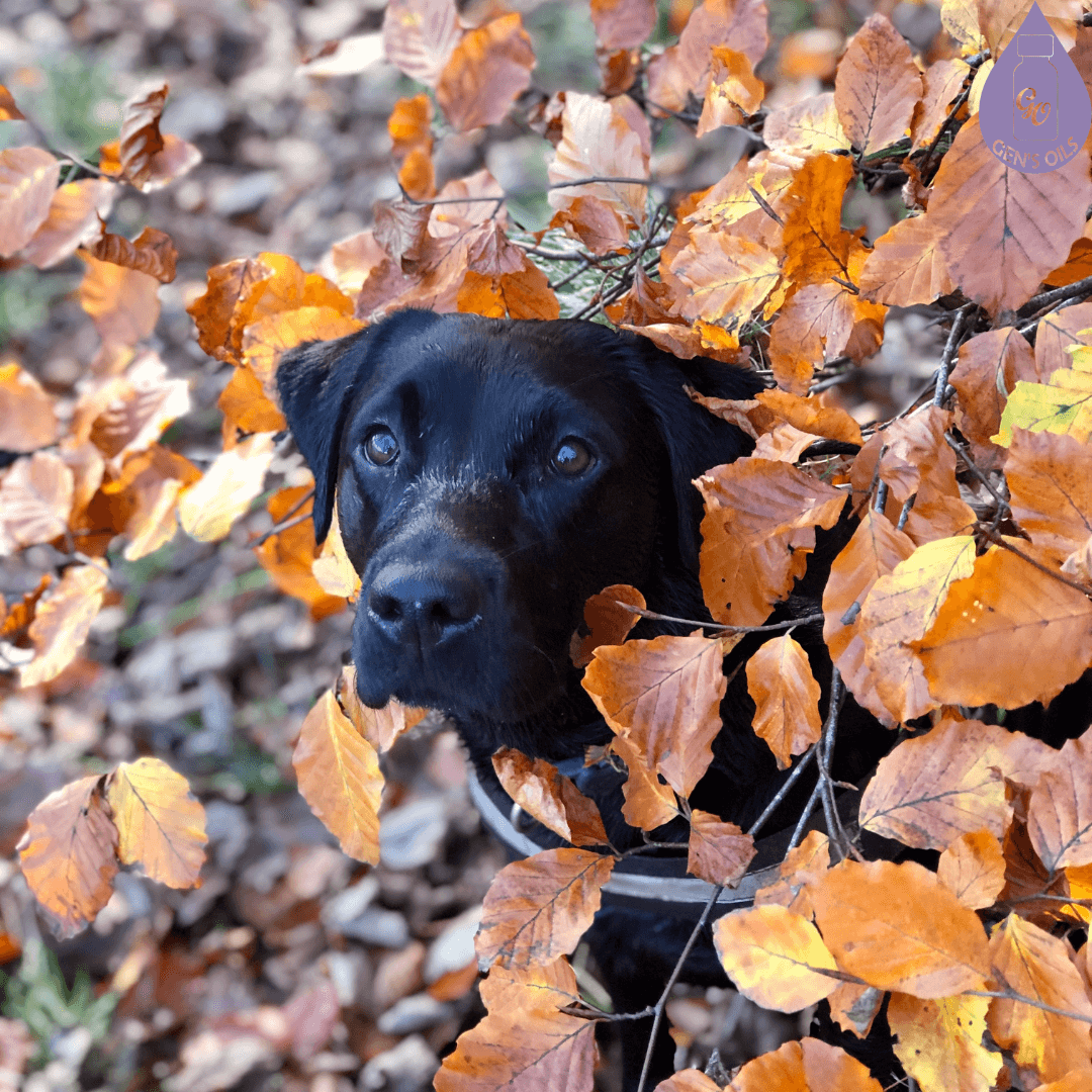 A dog is peeking out from under some leaves.