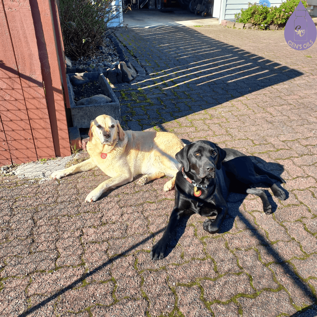 Black Labrador guide dog Layton is lying in the sun with a retired guide Golden Lab/Retriever cross, Pedro.