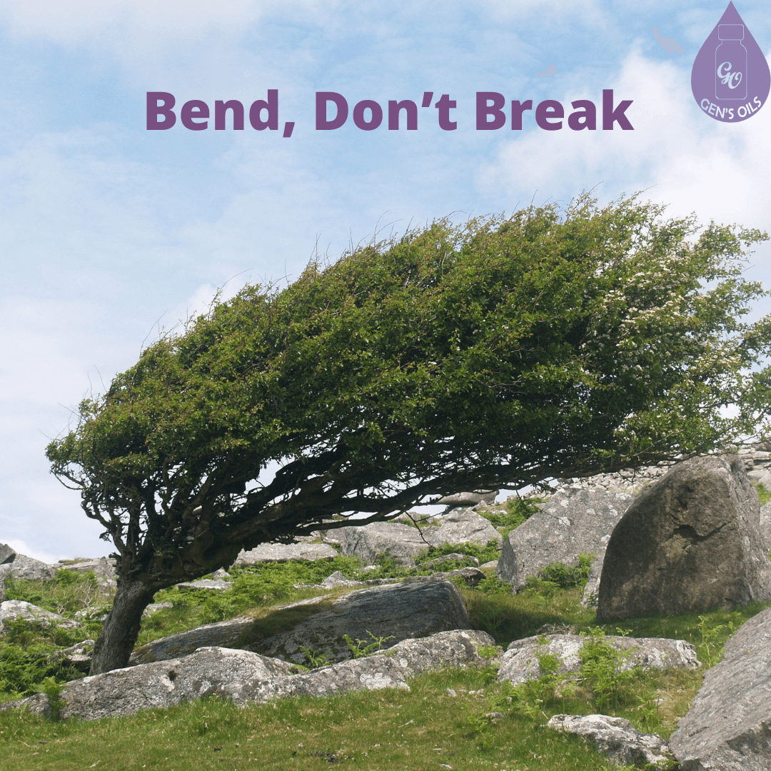 A large bent tree. The caption reads "Bend, Don't Break"