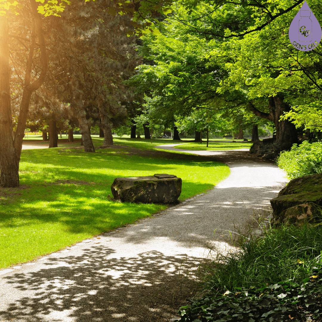 A pathway in a park with trees and grass.