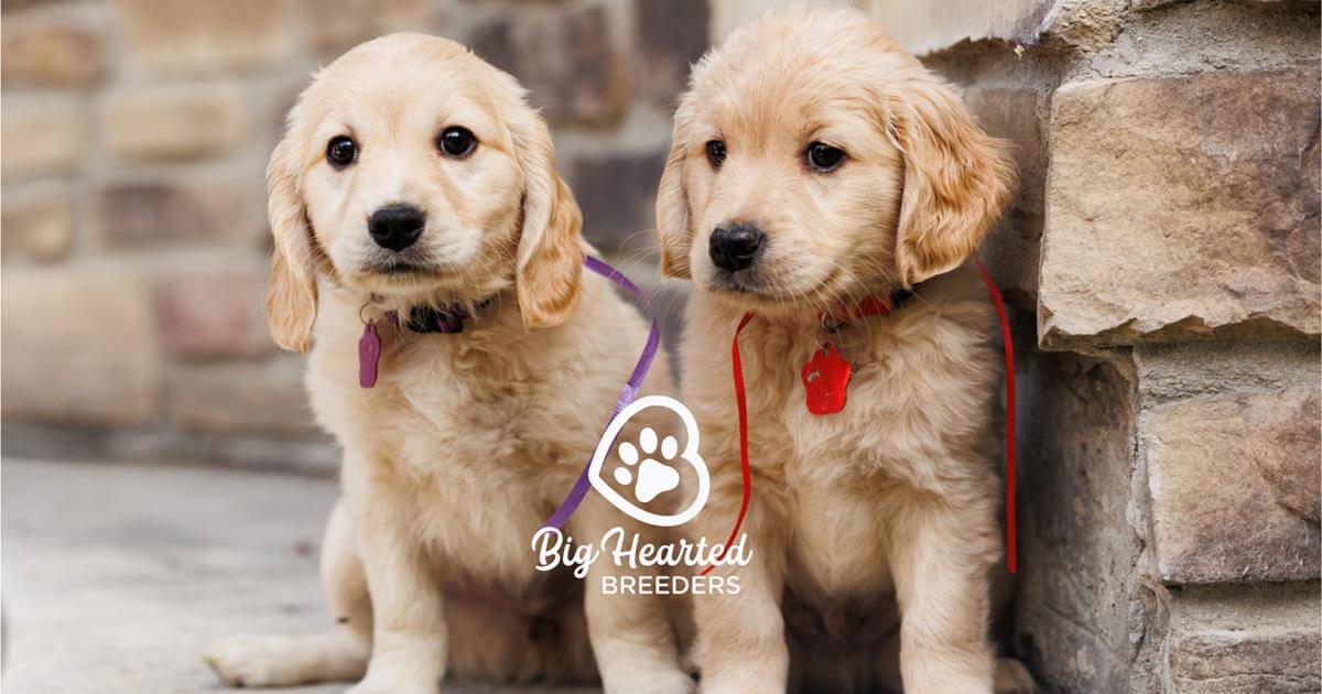 Pet Insurance for Mini Golden Retrievers