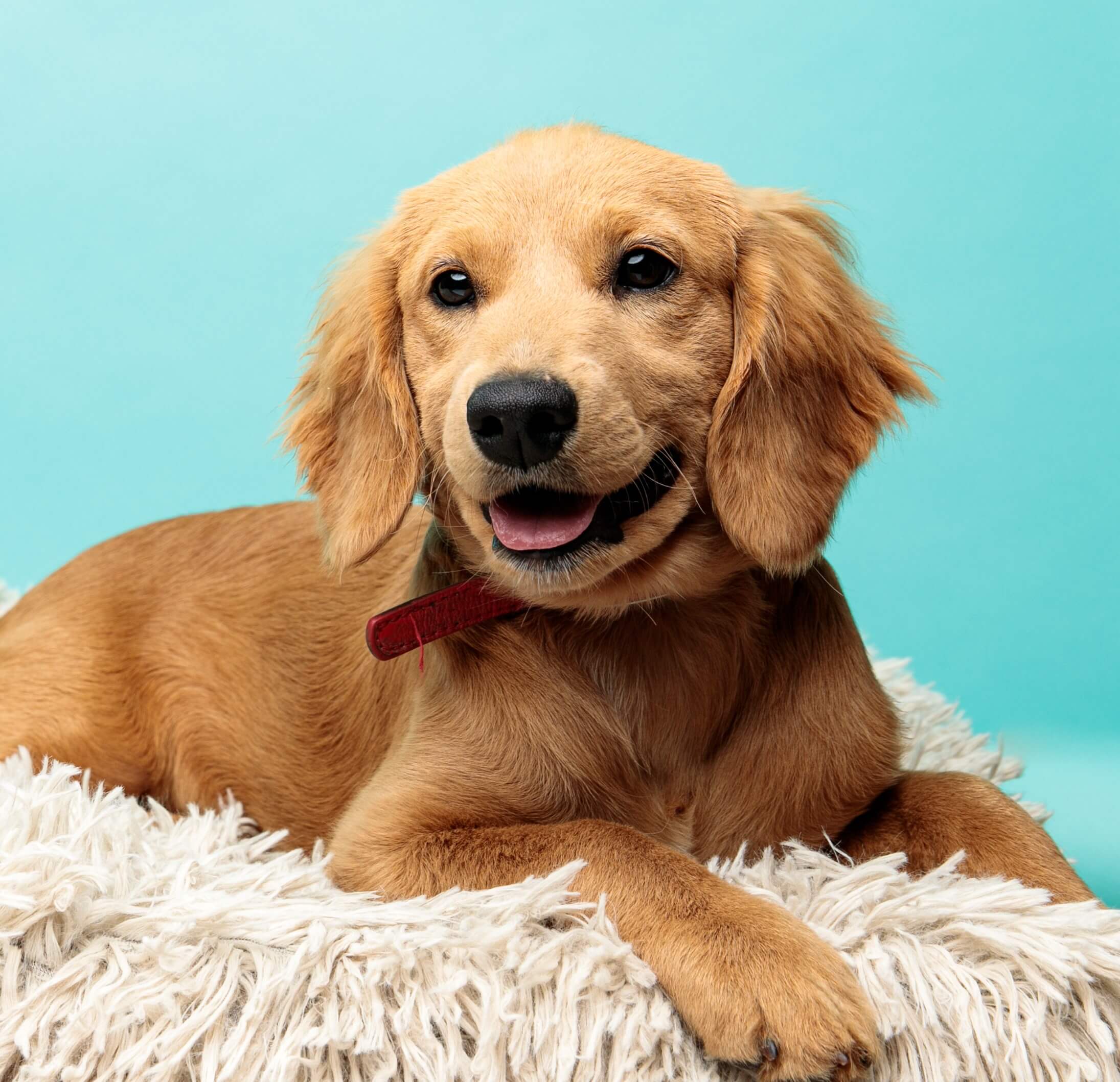 ApplyForMiniGoldendoodle Applyforminigoldendoodle