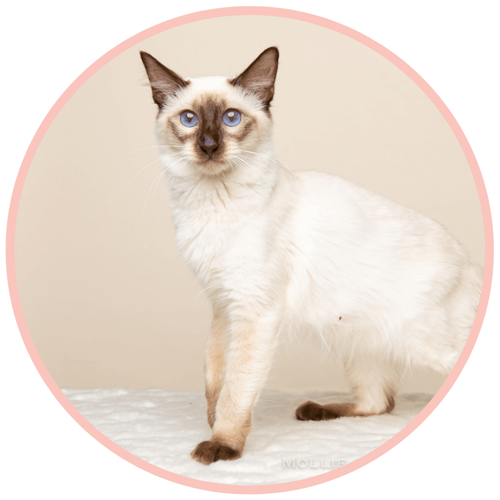 Tonkinese Balinese Kittens Big Hearted Breeders Tonkinese balinese kittens big hearted breeders