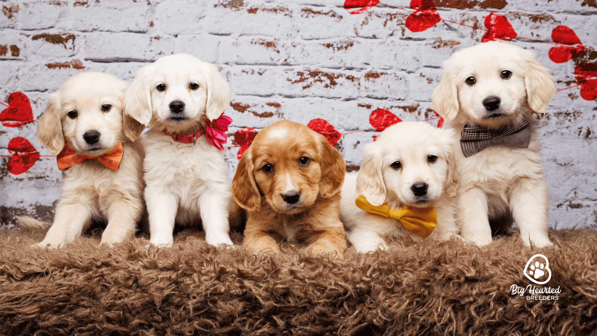How to Find a Reputable Mini Golden Retriever Breeder Essential Tips