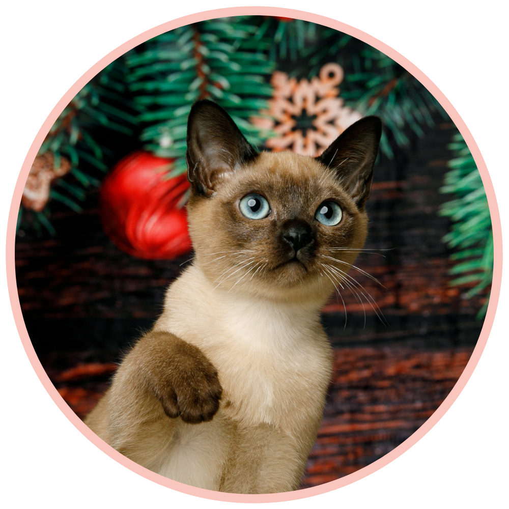 Tonkinese Balinese Kittens Big Hearted Breeders Tonkinese balinese kittens big hearted breeders