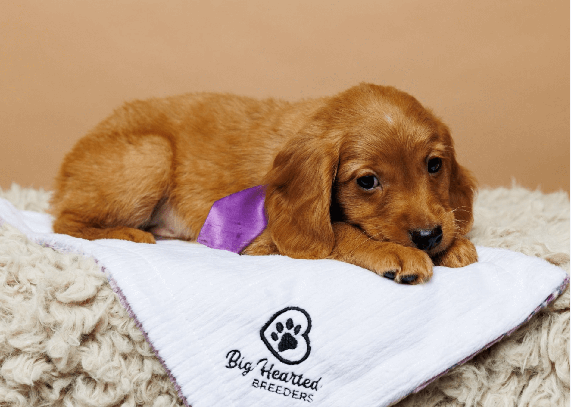 How To Sell Puppies or Kittens Online Using Social Media