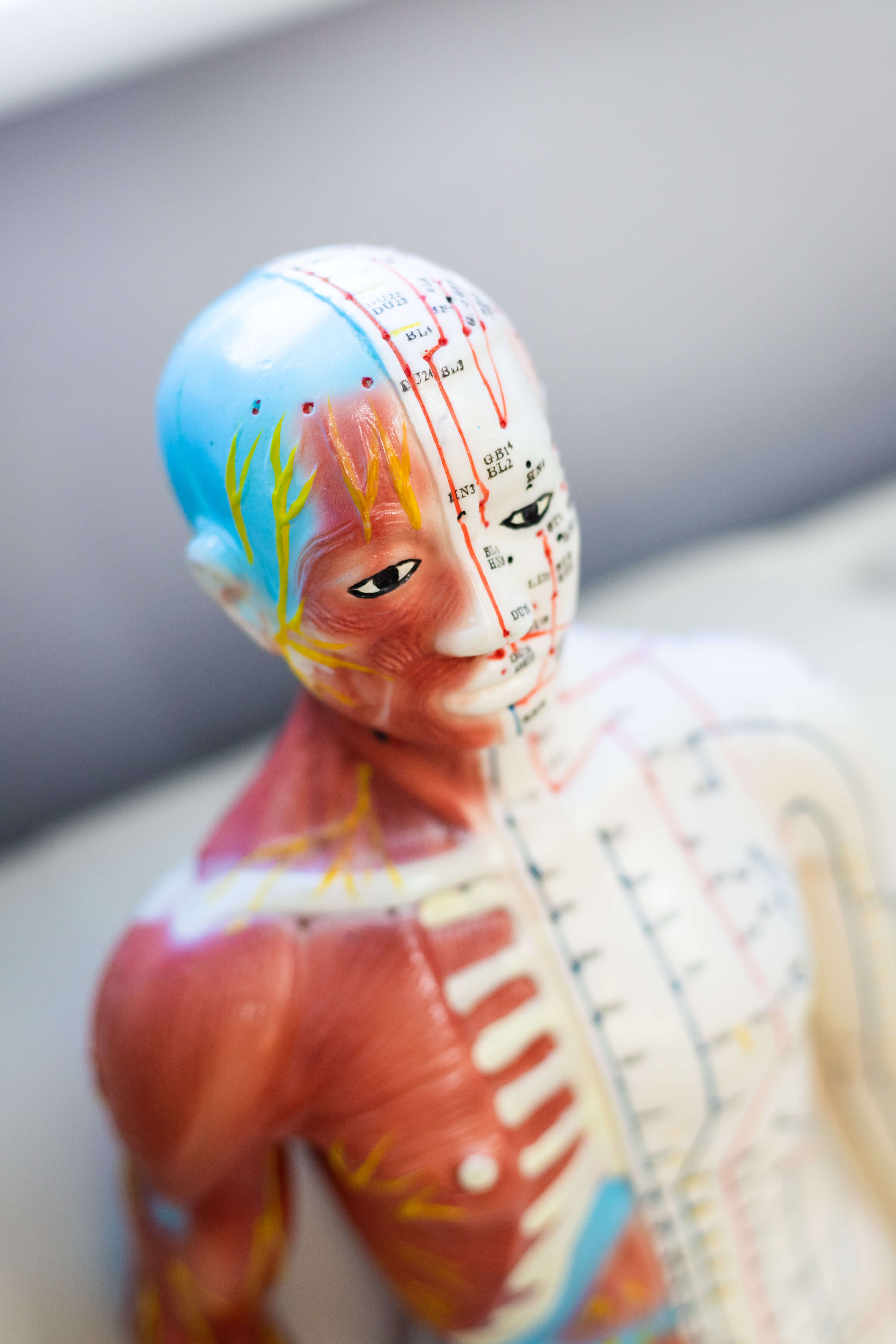 Traditional Chinese Medicine acupuncture model illustrating how fertility acupuncture supports the nervous system, circulation, and hormonal balance.