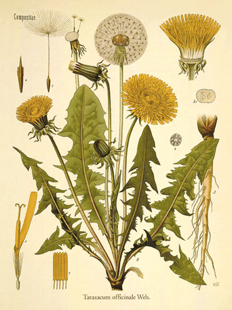 Wild Spring Edibles Cooking Class 2024