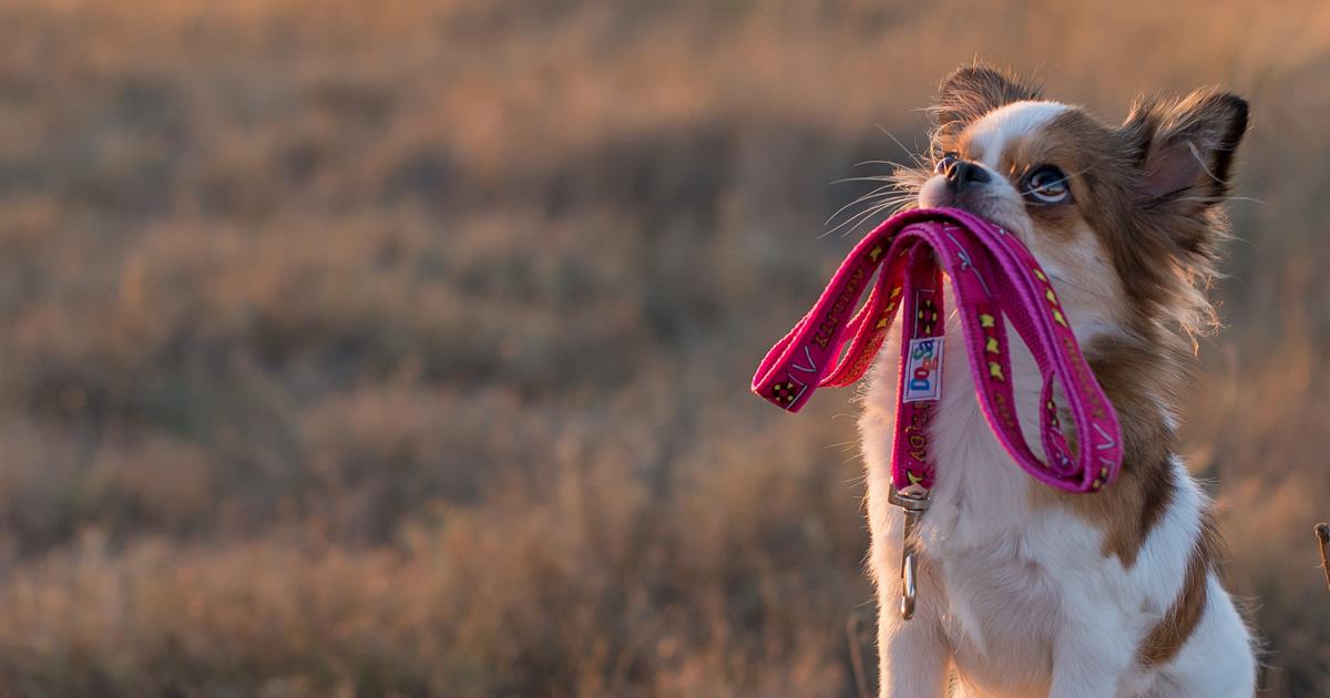 What Does A Leash Mean To Your Dog?