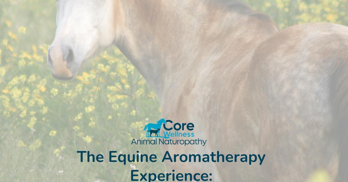 The Equine Aromatherapy Experience Unleashing the Benefits of