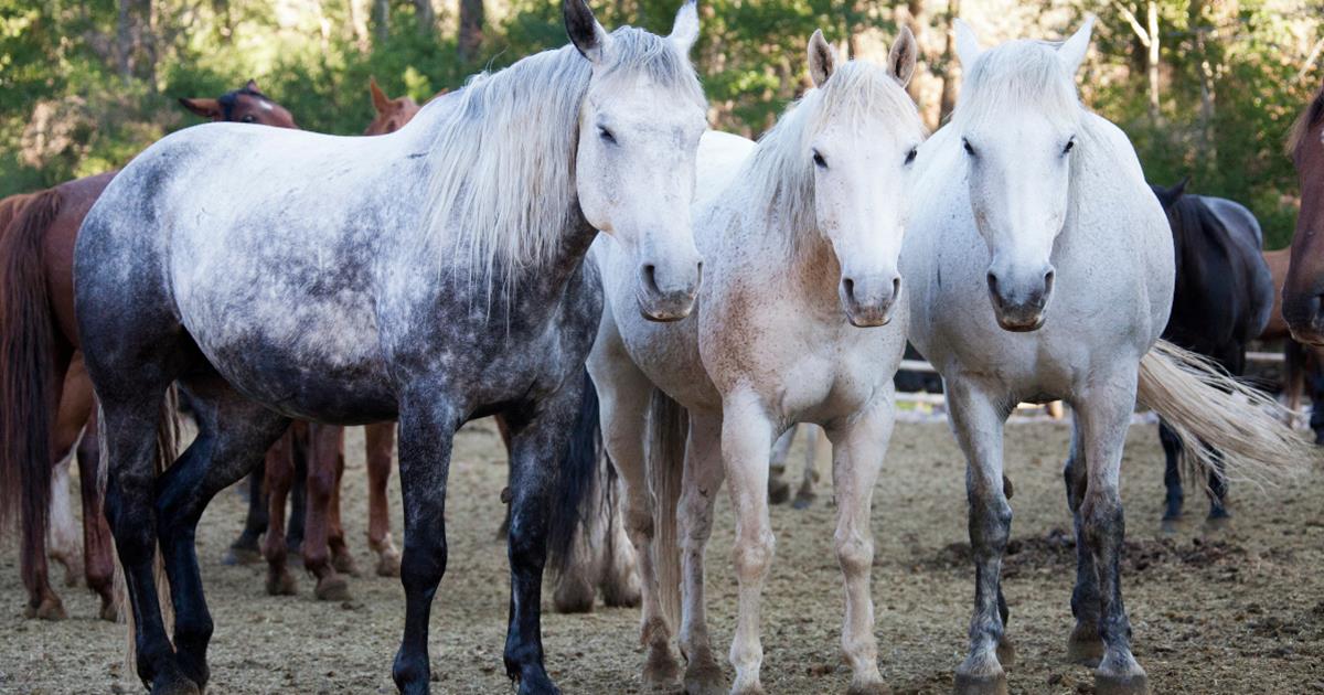 PSSM in Horses What You Need to Know