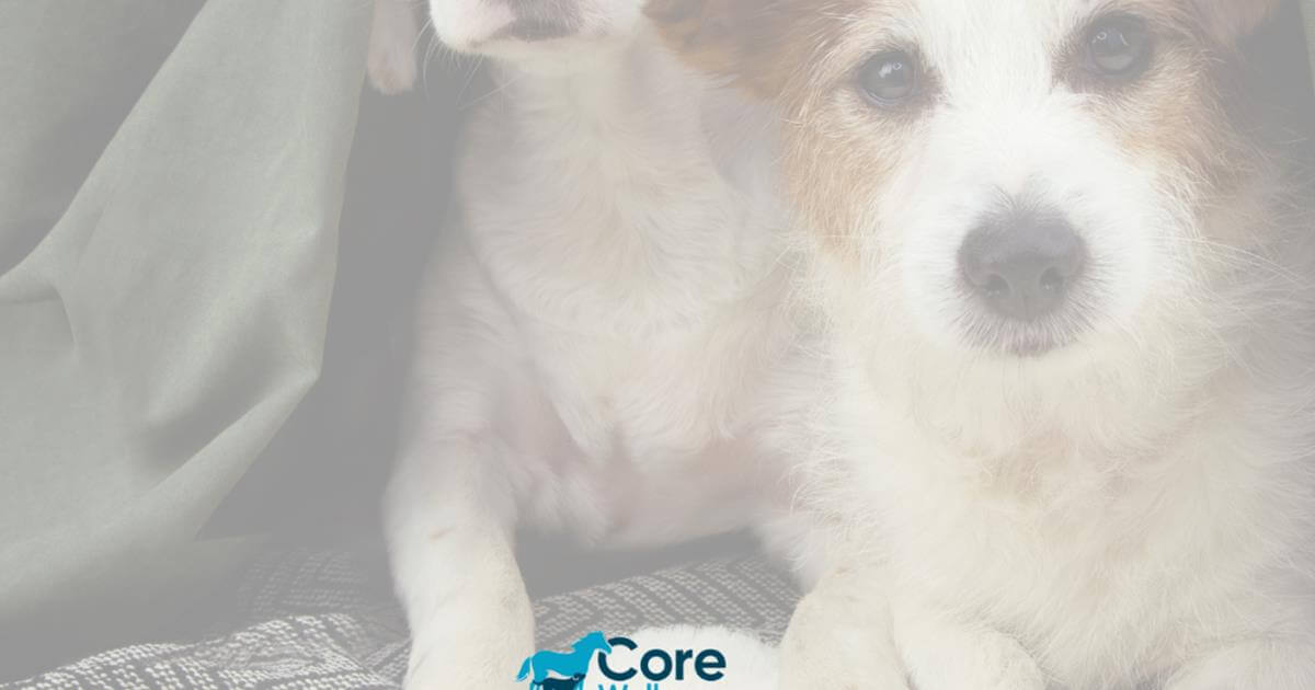 Calming Your Canine Natural Solutions for Dog Anxiety