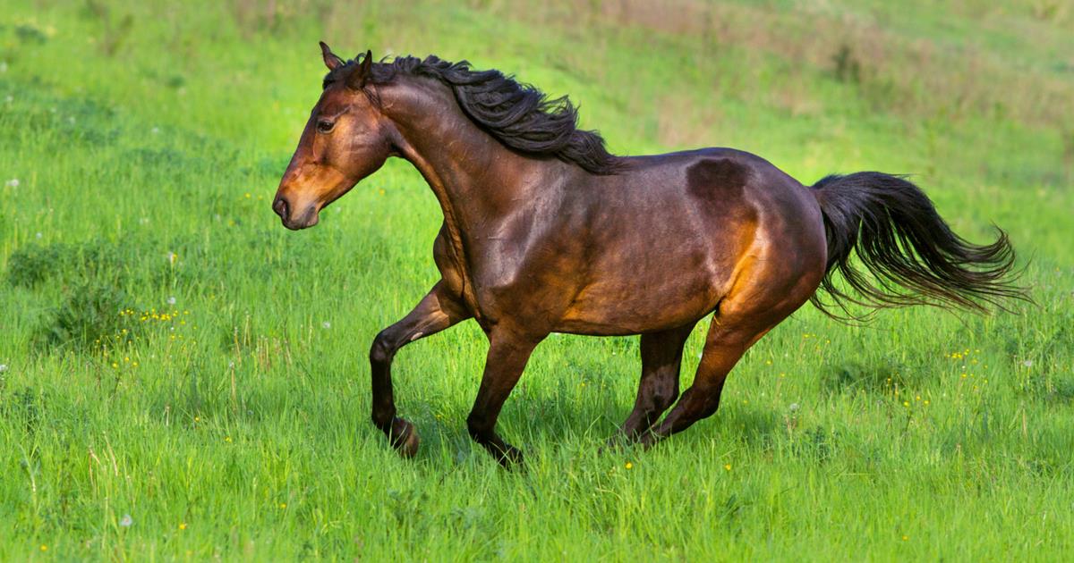 5 Reasons to Choose Chia Seed as a Horse Supplement
